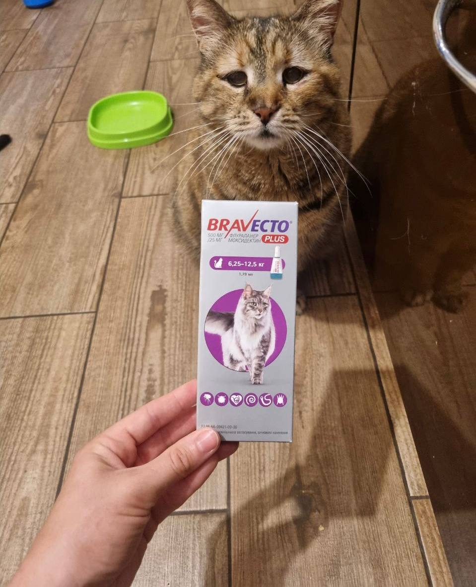 Trading House “Svit-Agro”, in partnership with the NGO “U-HEARTS UKRAINE”, provided parasite treatment for animals in 9 shelters