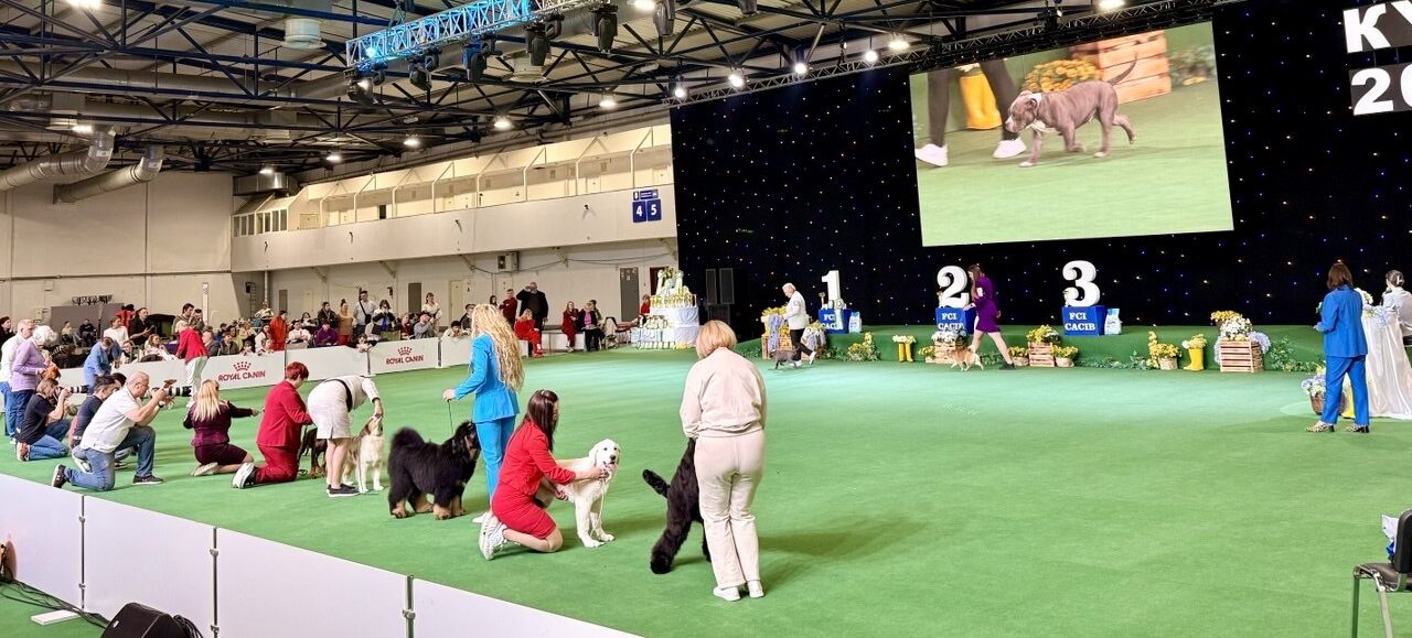 BRAVECTO® at the “Golden Gates – 2026” and “Ukraine – 2026” international dog shows