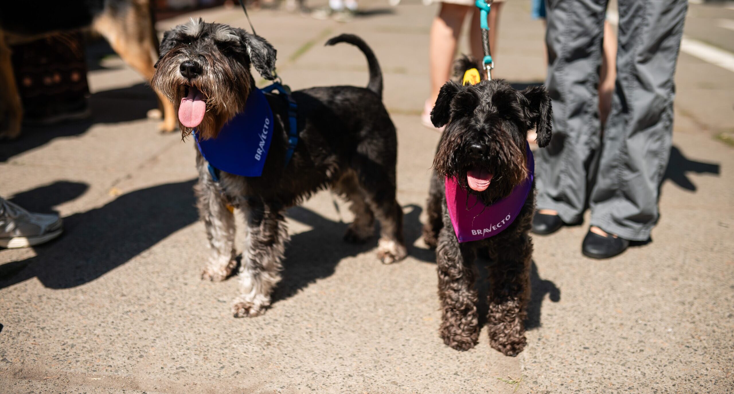 The BRAVECTO® brand by MSD Animal Health at “PESYKY FEST” in Kyiv